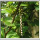 Aeshna cyanea - Blaugruene Mosaikjungfer w08.jpg